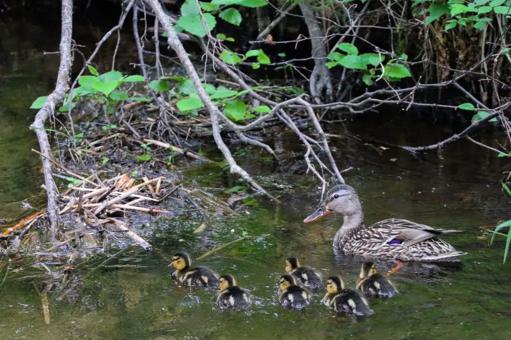 Hidden Lake Trail: Chequamegon-Nicolet National Forest