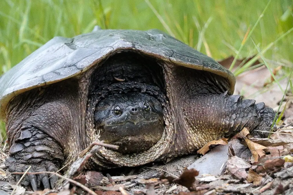 Hidden Lake Trail: Chequamegon-Nicolet National Forest