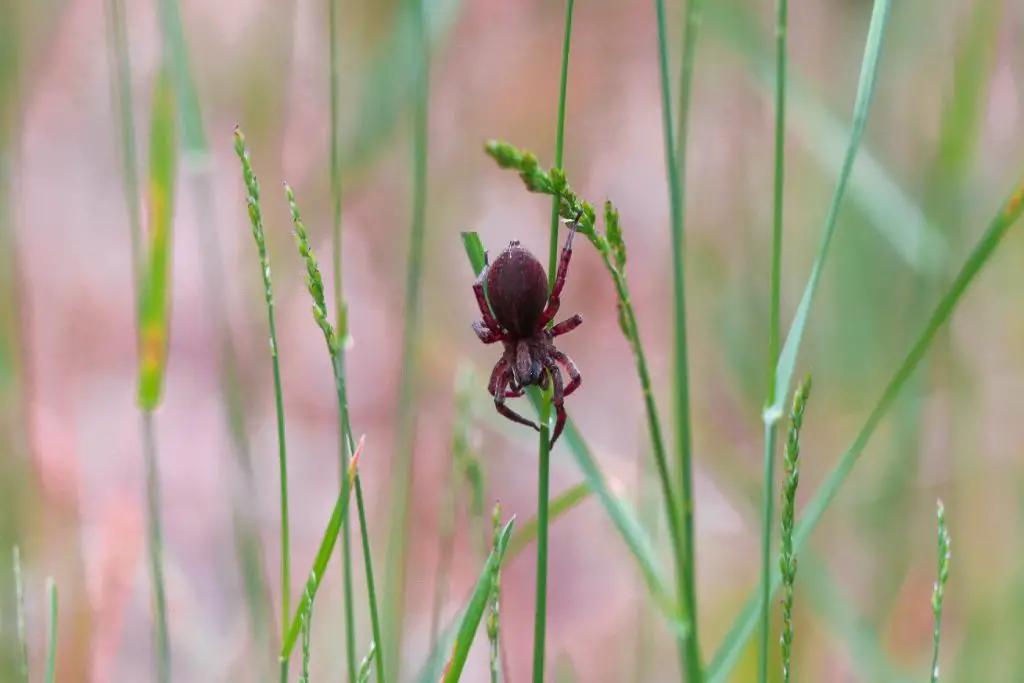 Hidden Lake Trail: Chequamegon-Nicolet National Forest