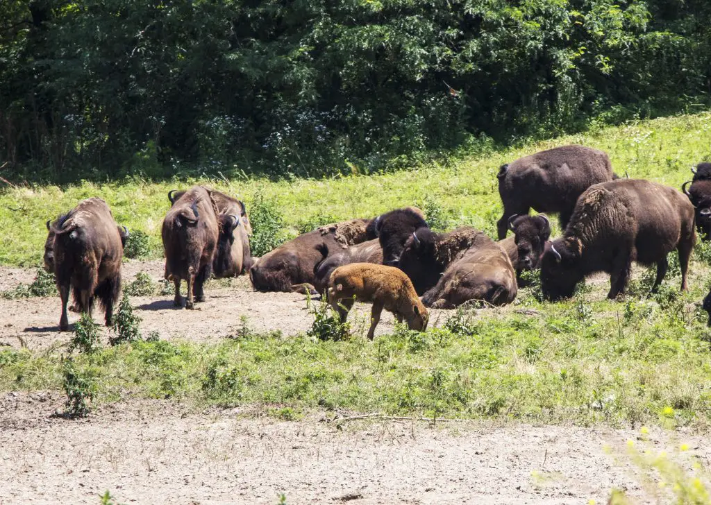 Bison Calf at Lee G. Simmons Wildlife Safari and Conservation Park