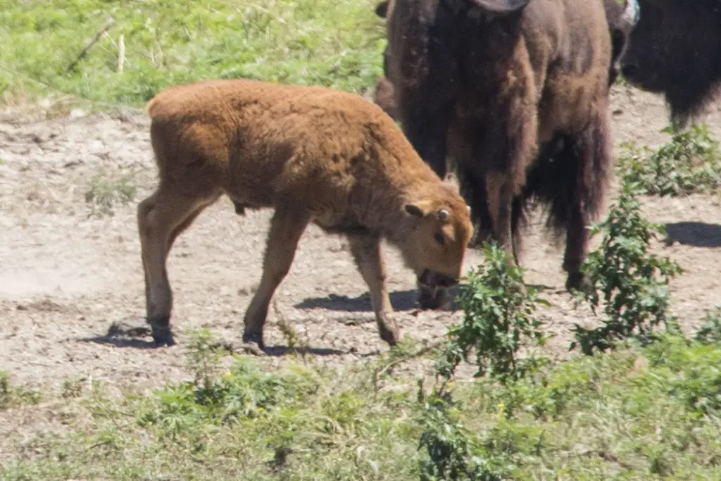 Bison Calf at Lee G. Simmons Wildlife Safari and Conservation Park