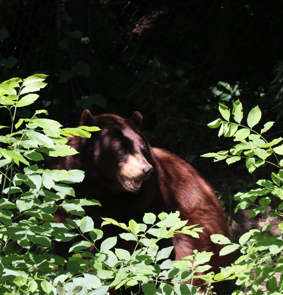 Bear at Lee G. Simmons Wildlife Safari and Conservation Park