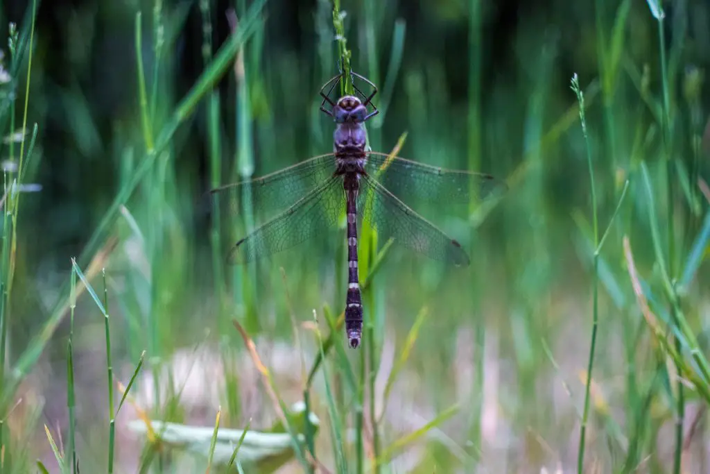 Hidden Lake Trail: Chequamegon-Nicolet National Forest