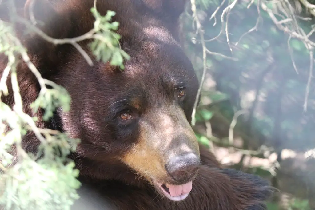 Bear at Lee G. Simmons Wildlife Safari and Conservation Park
