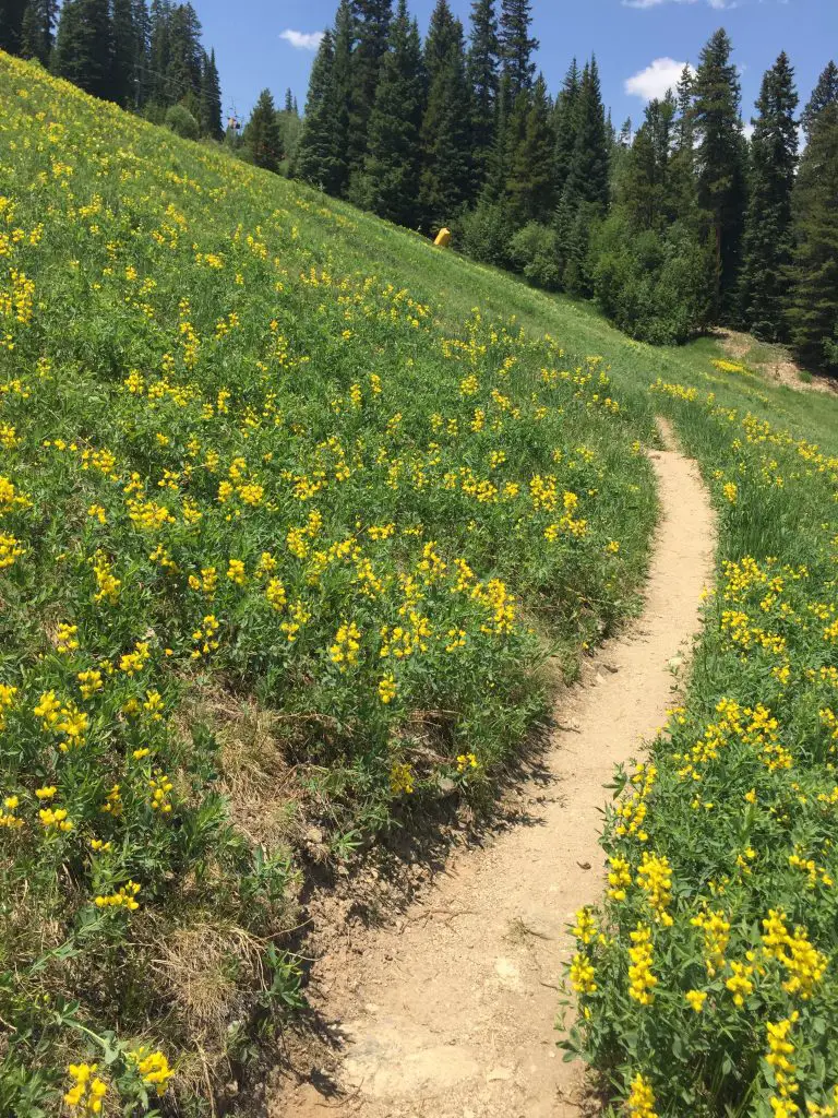 Ute Trail Winter Park, Colorado