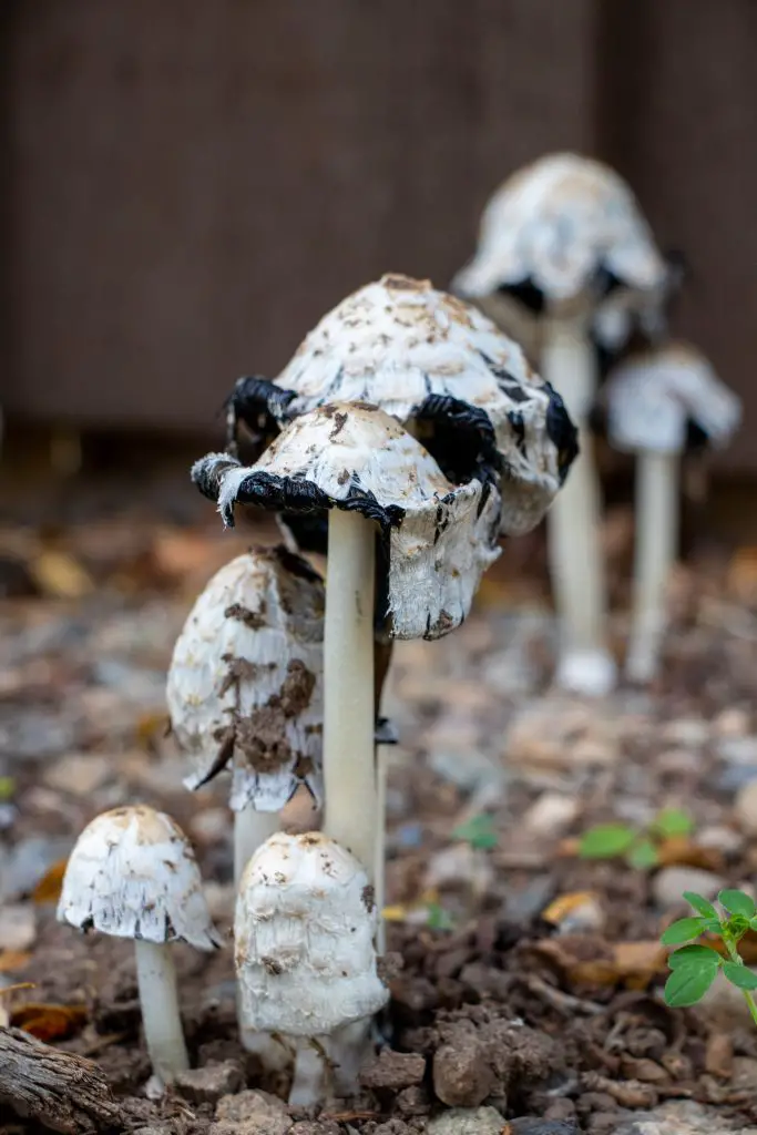 Shaggy Mane Inky Caps - Applied Worldwide Lifestyle Photography