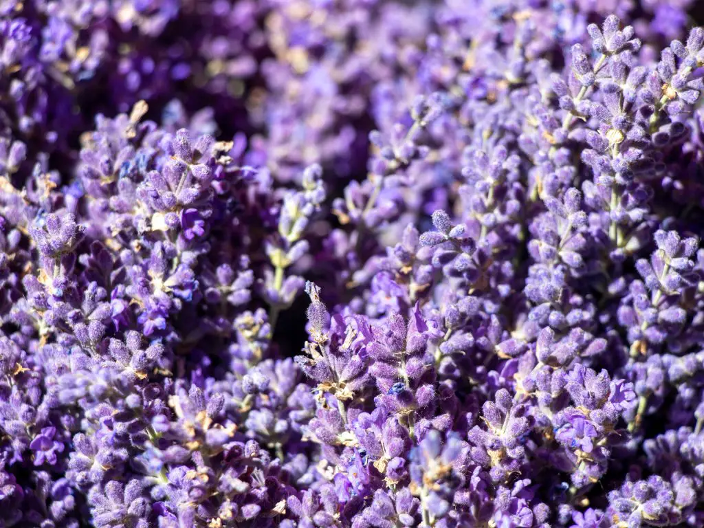 Applied Worldwide Lifestyle Photography lavender buds at the Colorado Lavender Festival