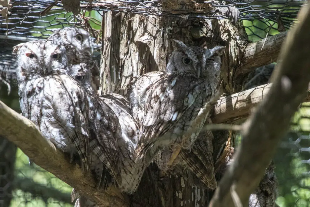 Owls at Lee G. Simmons Wildlife Safari and Conservation Park