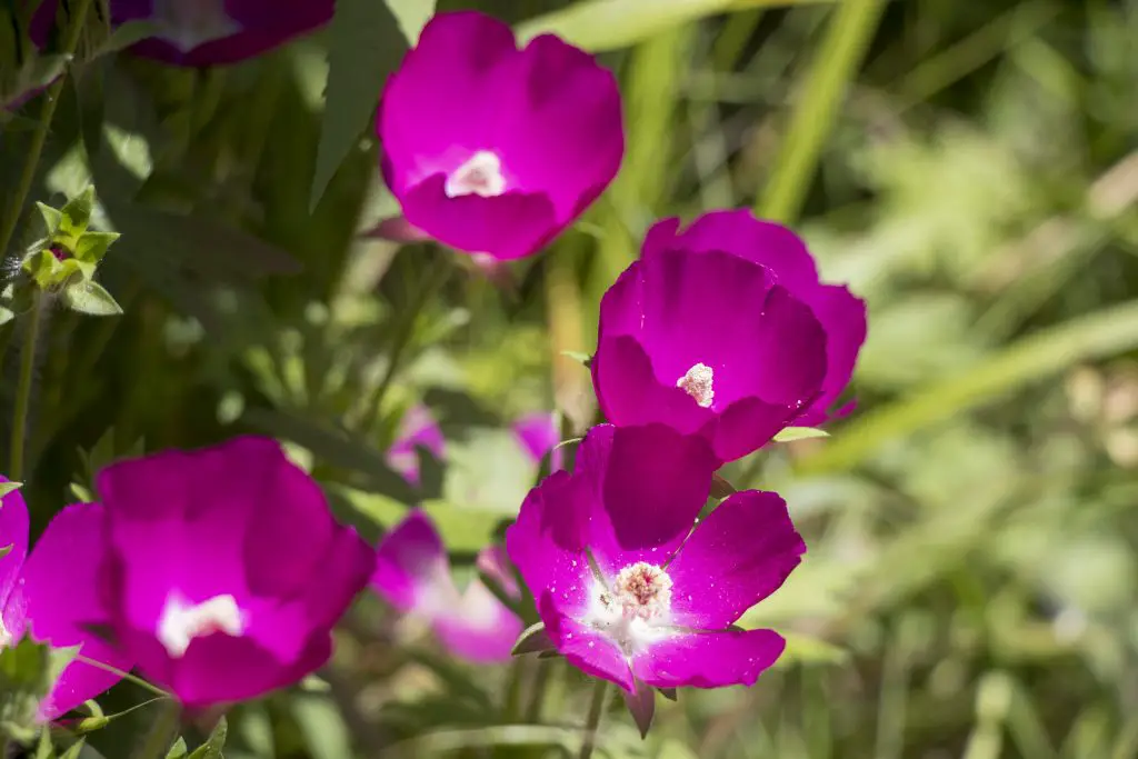 Wild Tulips at Lee G. Simmons Wildlife Safari and Conservation Park