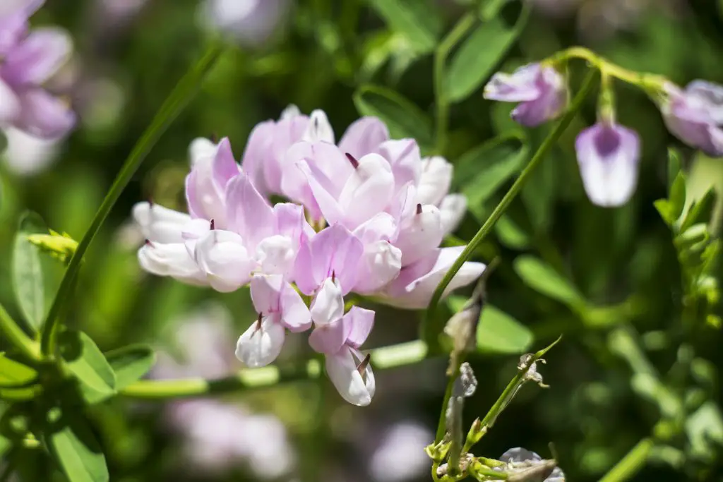 Wild Flowers at Lee G. Simmons Wildlife Safari and Conservation Park