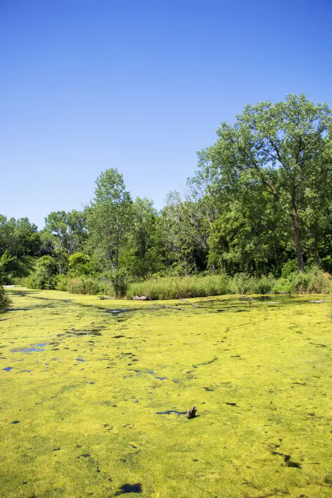 Green algae pond at Lee G. Simmons Wildlife Safari and Conservation Park