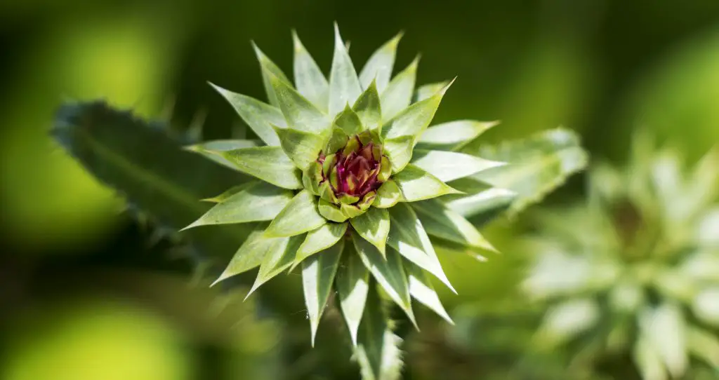 Thistle at Lee G. Simmons Wildlife Safari and Conservation Park