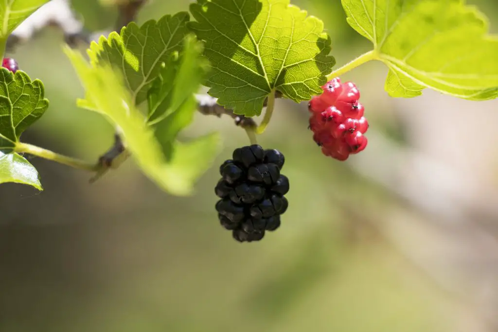 Wild Berries at Lee G. Simmons Wildlife Safari and Conservation Park