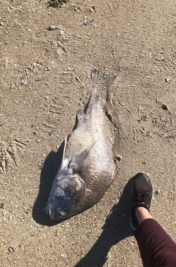 Camping on the Texas Coast: Port Aransas and Magnolia Beach