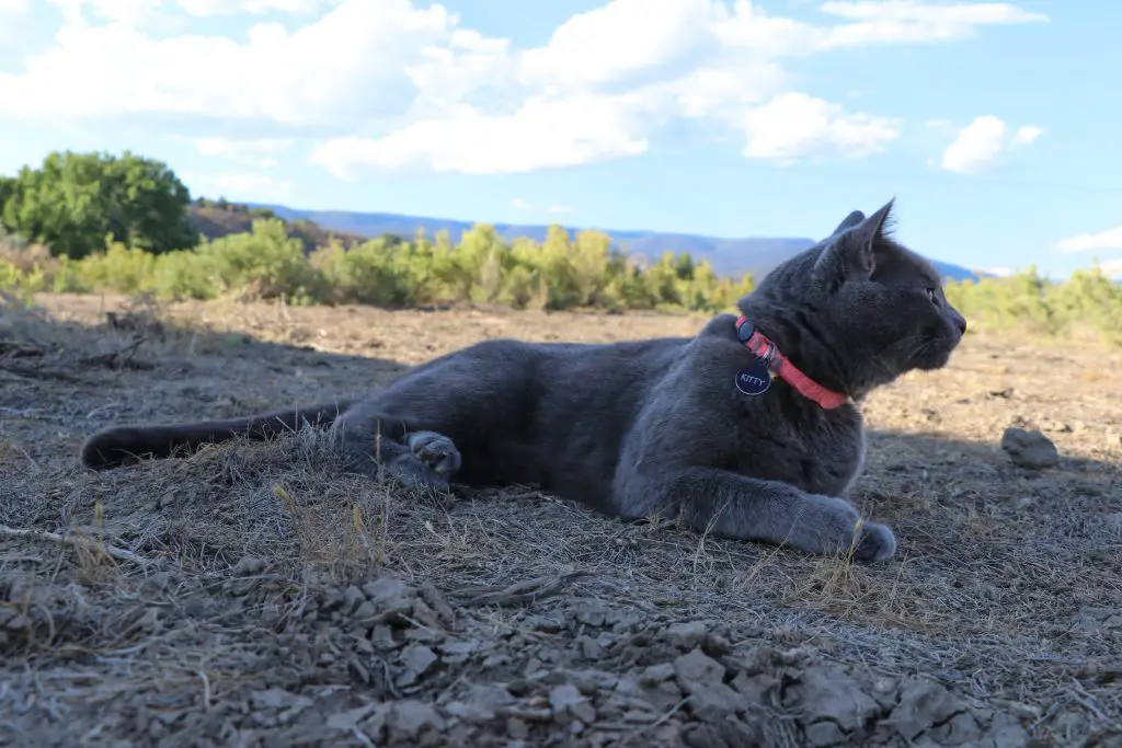 Vanlife with a Cat: Complete with all the Cute Cat Photos