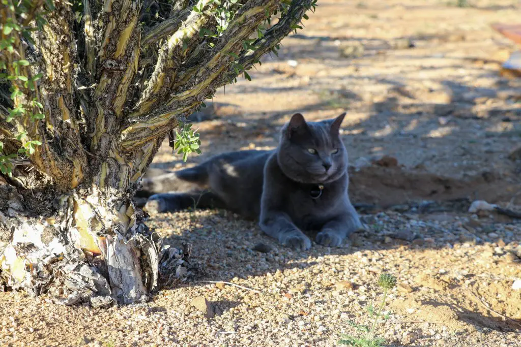 Vanlife with a Cat: Complete with all the Cute Cat Photos