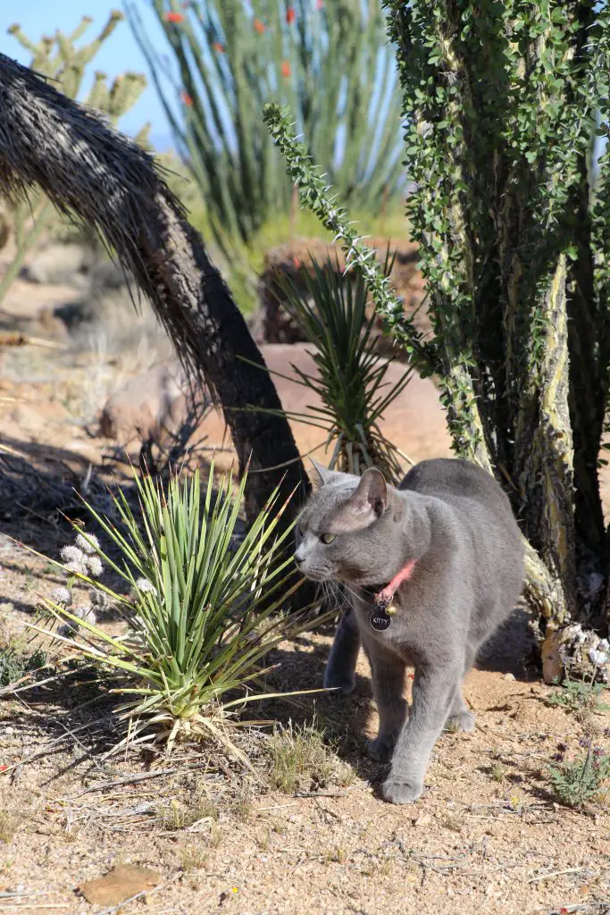 Vanlife with a Cat: Complete with all the Cute Cat Photos