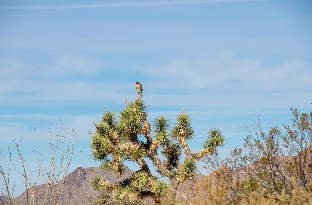 Photo of Red-tailed Hawk atop a Joshua Tree in Arizona's Mojave Desert.