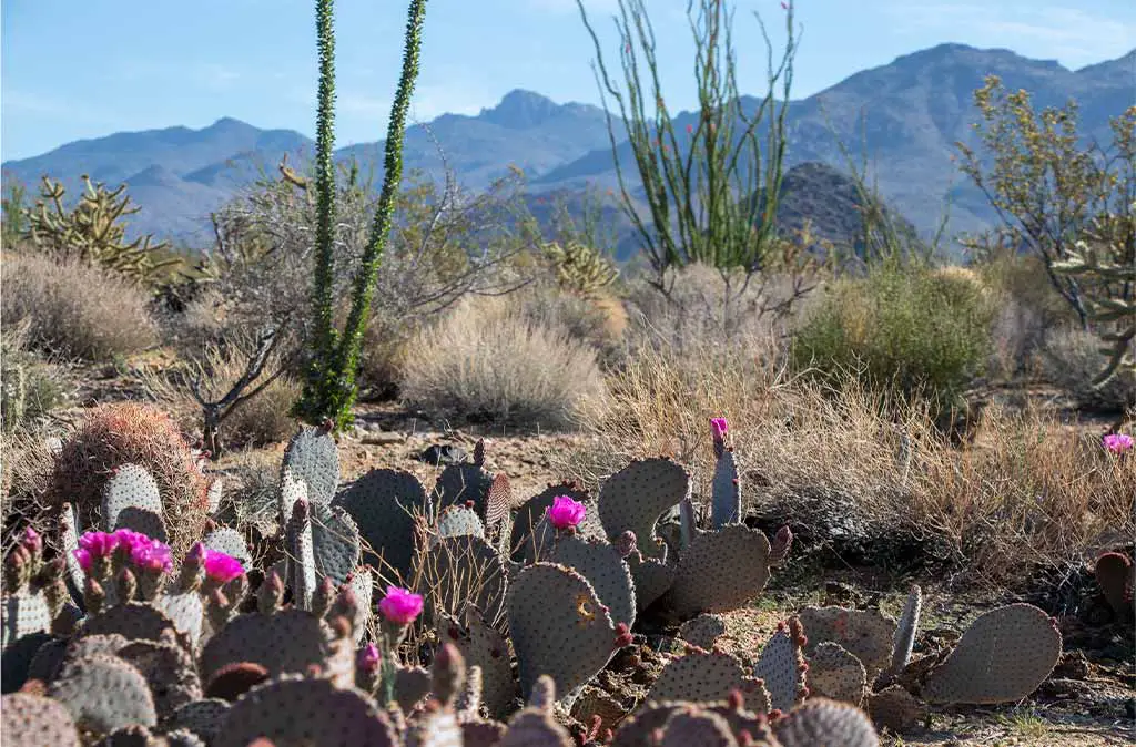 Photo of blooming beavertail prickly pear cacti in the Mojave Desert with the Hualapai Mountains in the background.