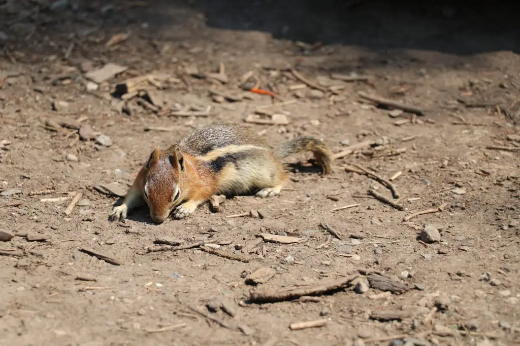 Cute Chipmunk Photos from Rifle Mountain Park