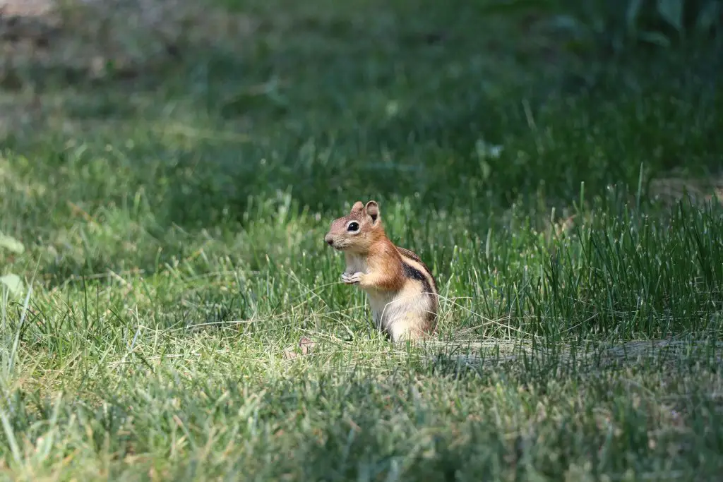 Cute Chipmunk Photos from Rifle Mountain Park