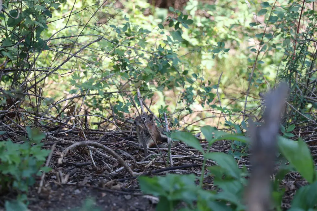 Cute Chipmunk Photos from Rifle Mountain Park