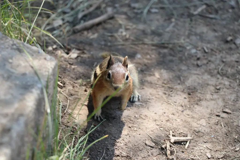 Cute Chipmunk Photos from Rifle Mountain Park