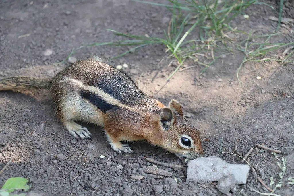 Cute Chipmunk Photos from Rifle Mountain Park