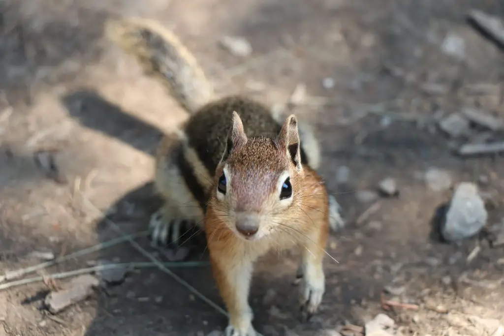 Cute Chipmunk Photos from Rifle Mountain Park