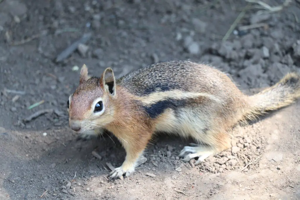 Cute Chipmunk Photos from Rifle Mountain Park