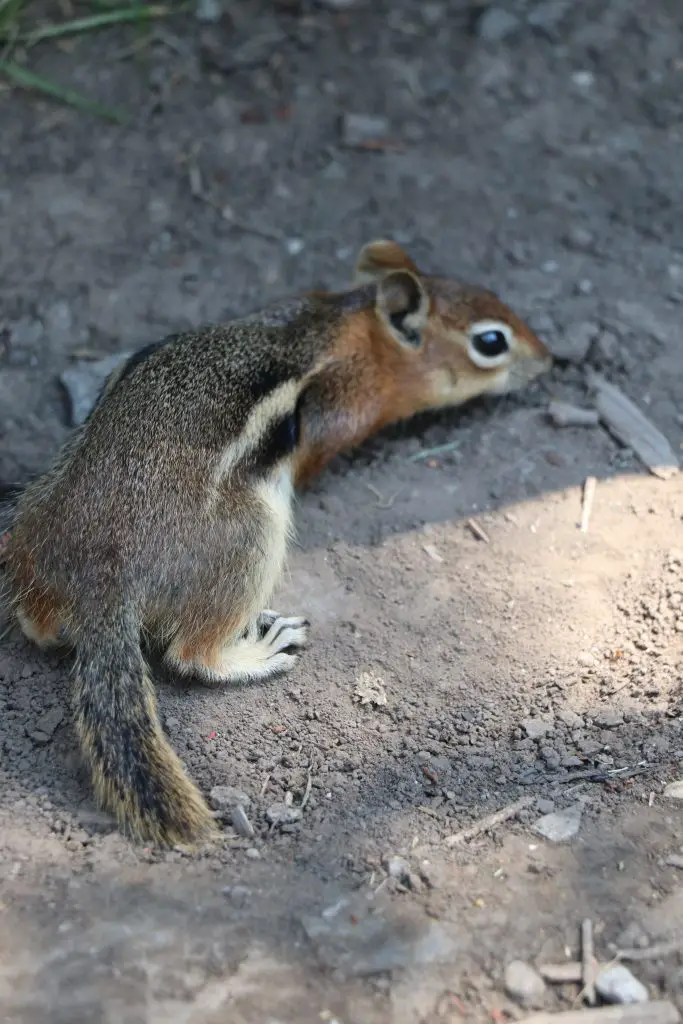 Cute Chipmunk Photos from Rifle Mountain Park