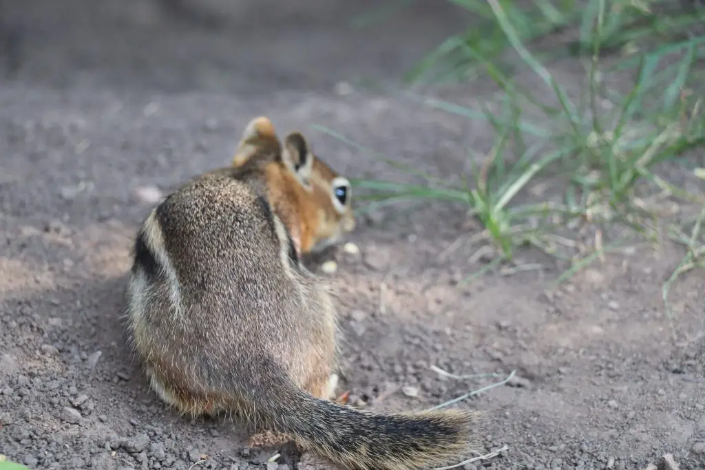 Cute Chipmunk Photo from Rifle Mountain Park