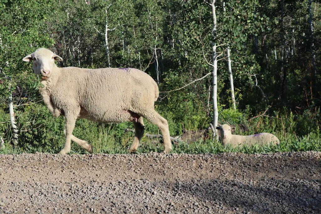 Two sheep walking along the forest road near Rabbit Ears Pass