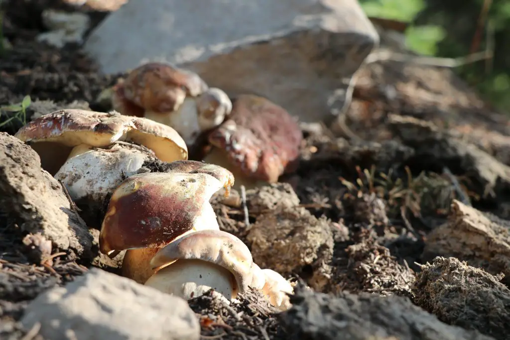 Porcini Mushrooms in Route National Forest near Rabbit Ears Pass