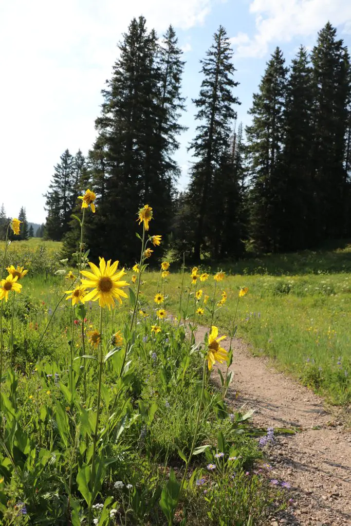 Hiking trail at Rabbit Ears Pass and Dumont Lake