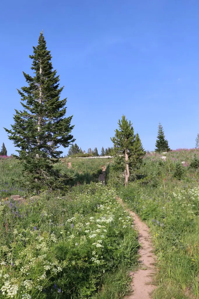 Small hiking trail near Dumont Lake and Rabbit Ears Pass