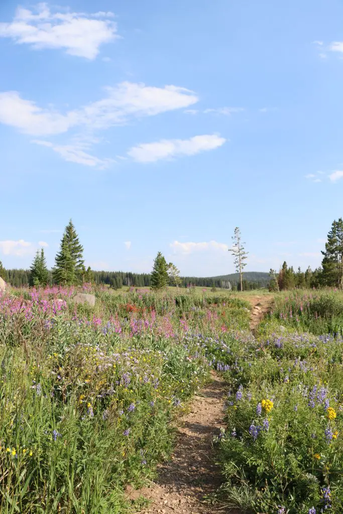 Trail through wildflowers at Rabbit Ears Pass and Dumont Lake