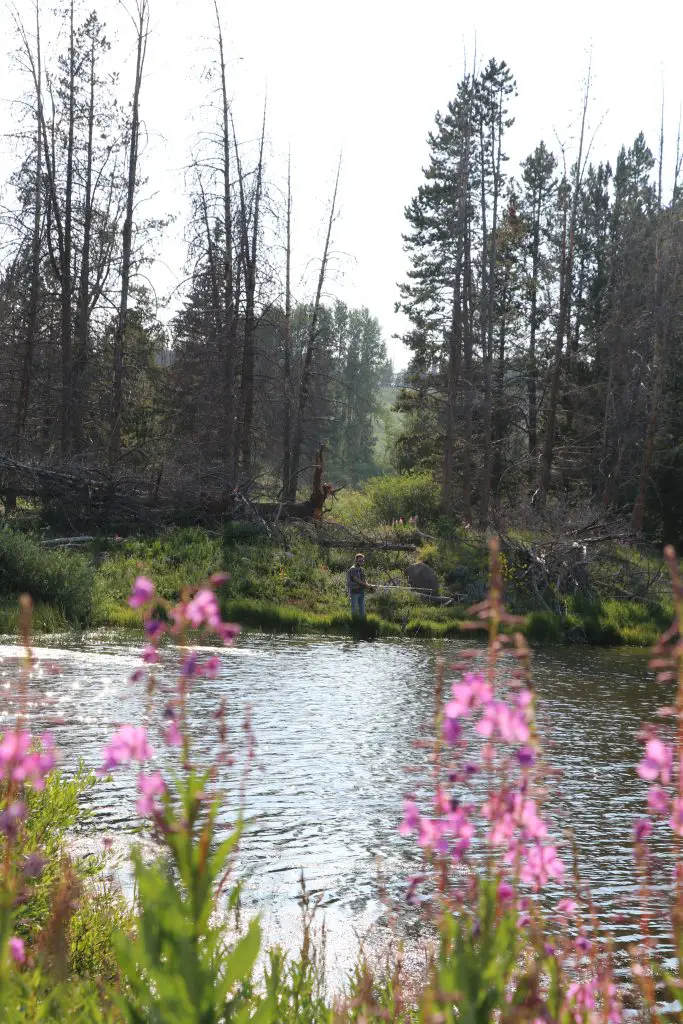 Photograph of colorado wildflowers near Dumont Lake