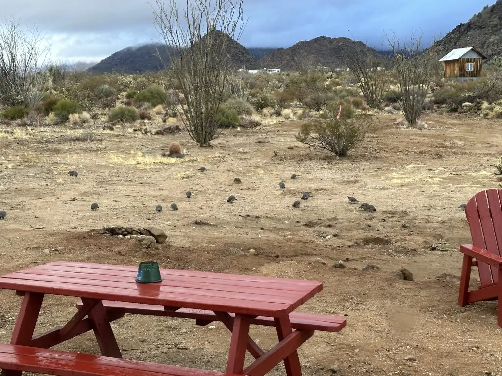 Arizona Wildlife on our Property