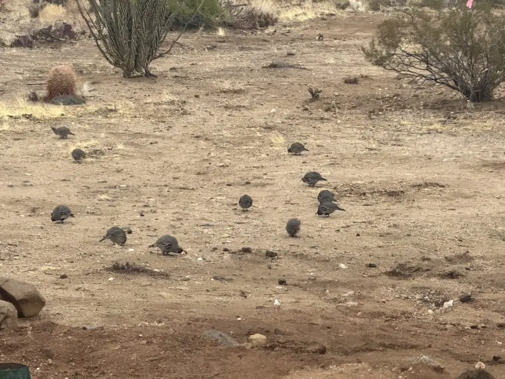 Arizona Wildlife on our Property