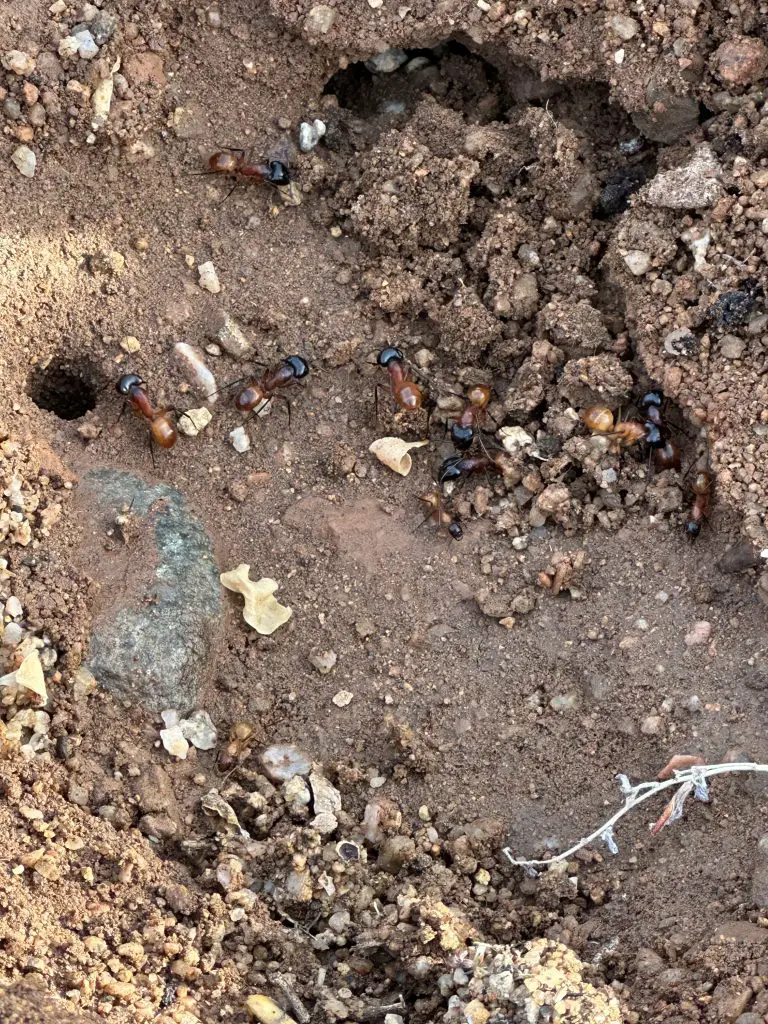 Arizona Wildlife on our Property