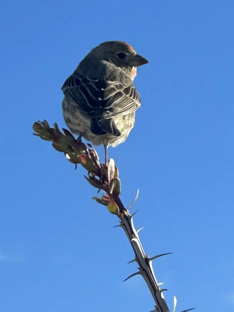 Arizona Wildlife on our Property