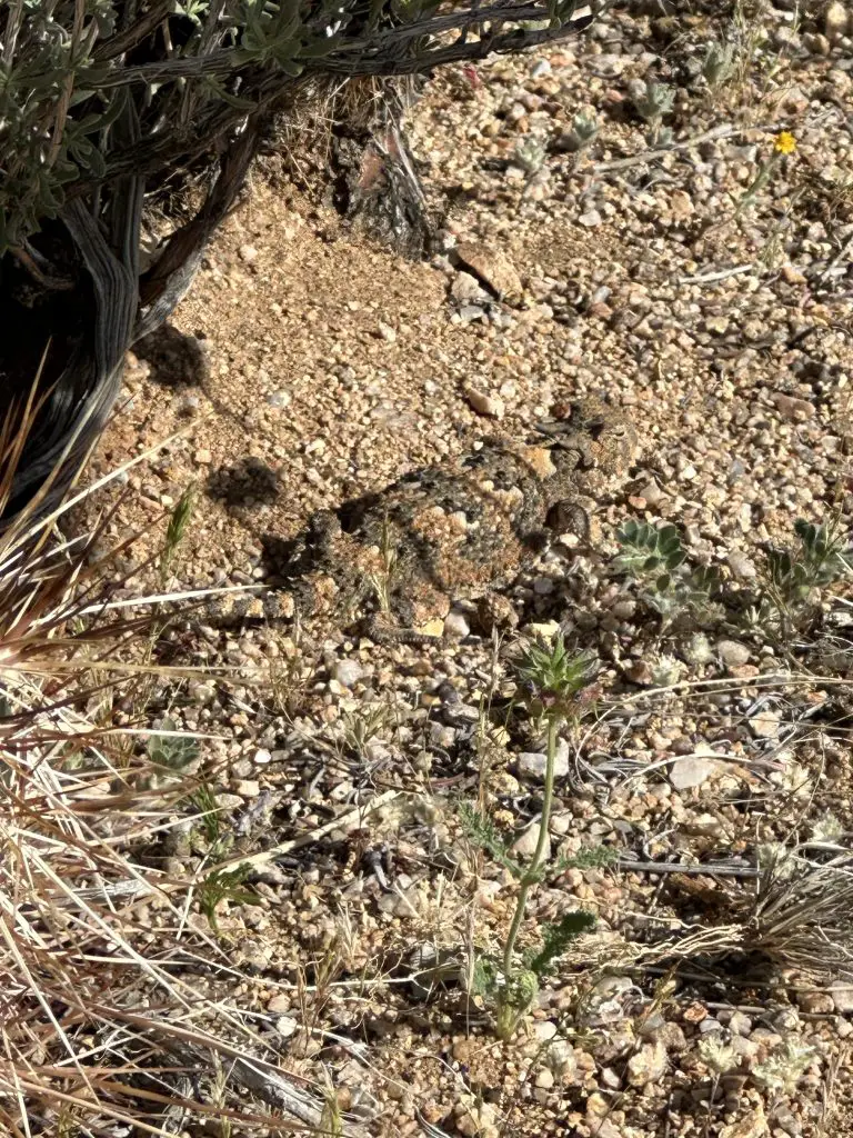 Arizona Wildlife on our Property