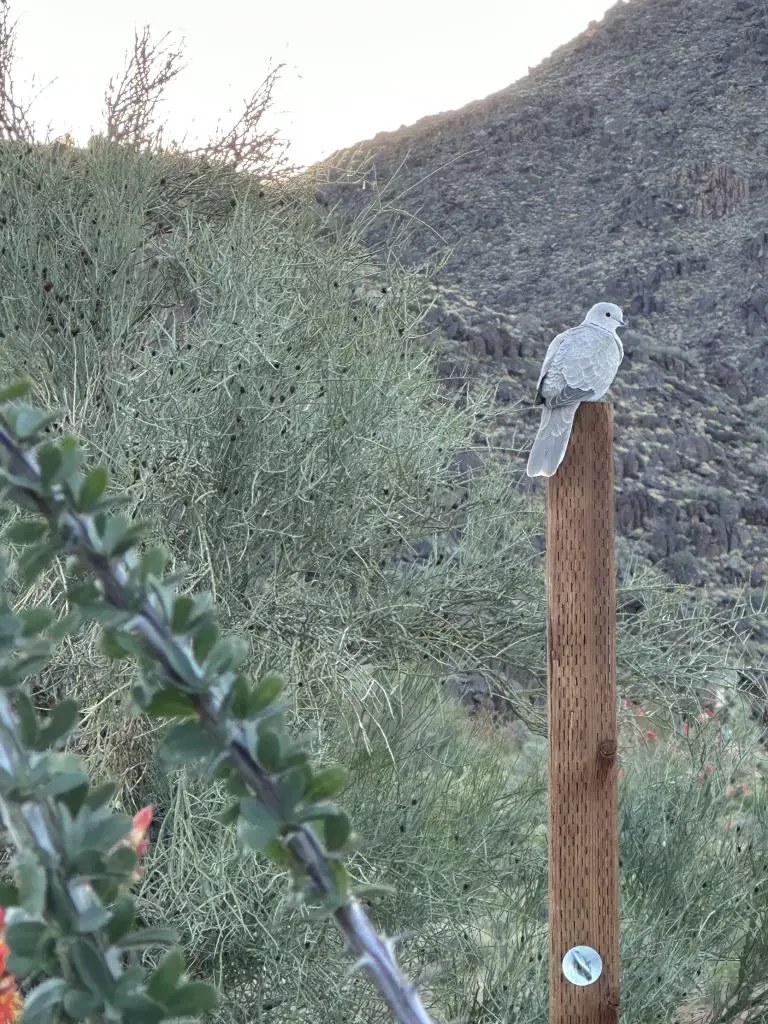 Arizona Wildlife on our Property