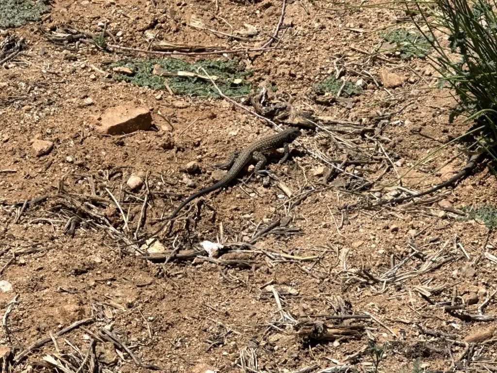 Arizona Wildlife on our Property