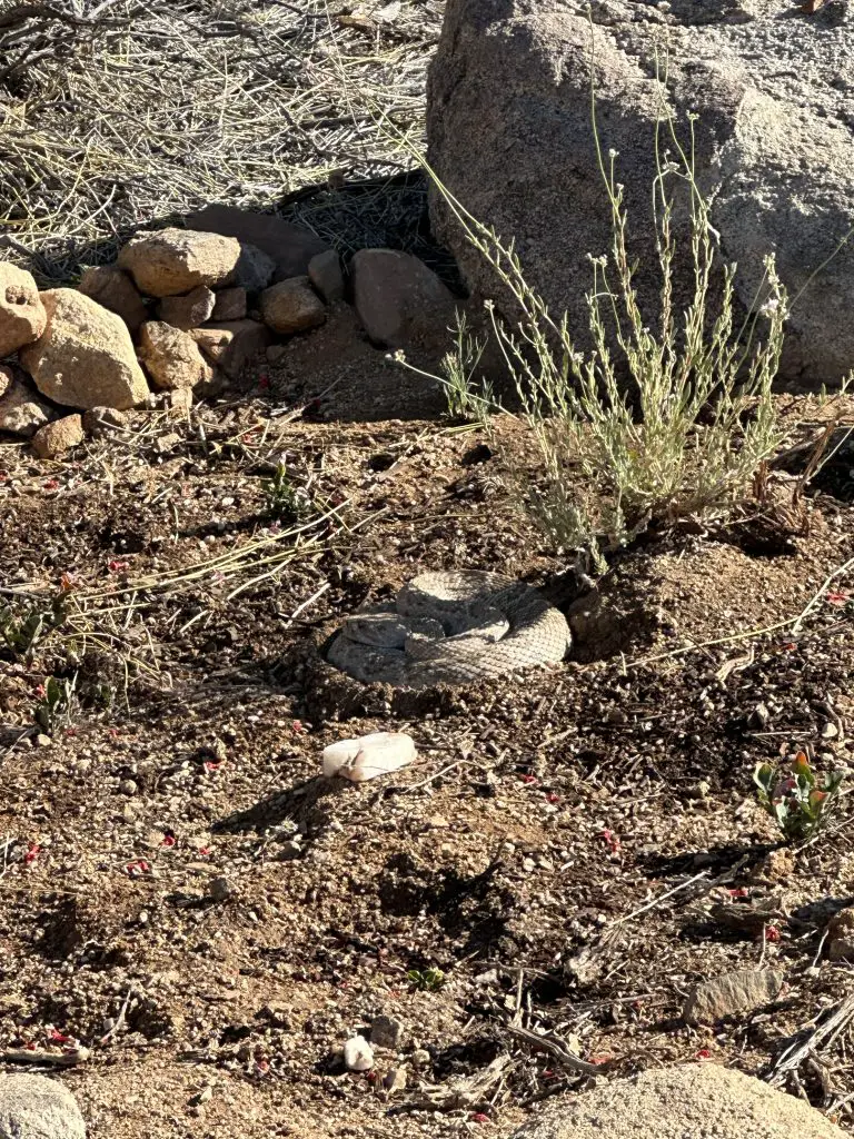 Arizona Wildlife on our Property