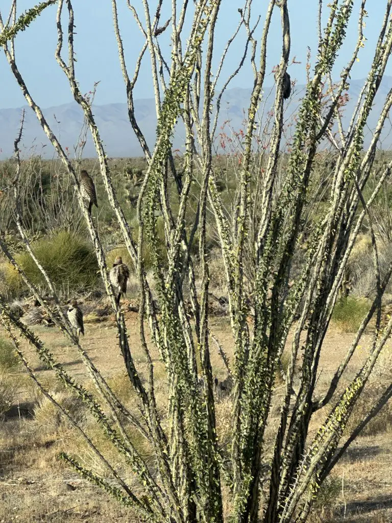 Arizona Wildlife on our Property