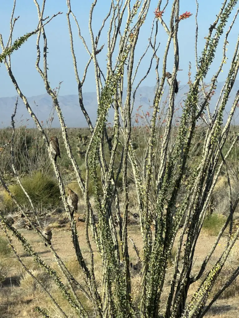 Arizona Wildlife on our Property