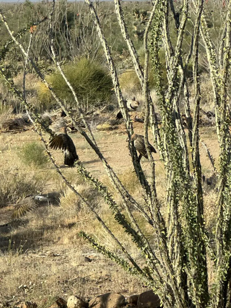 Arizona Wildlife on our Property