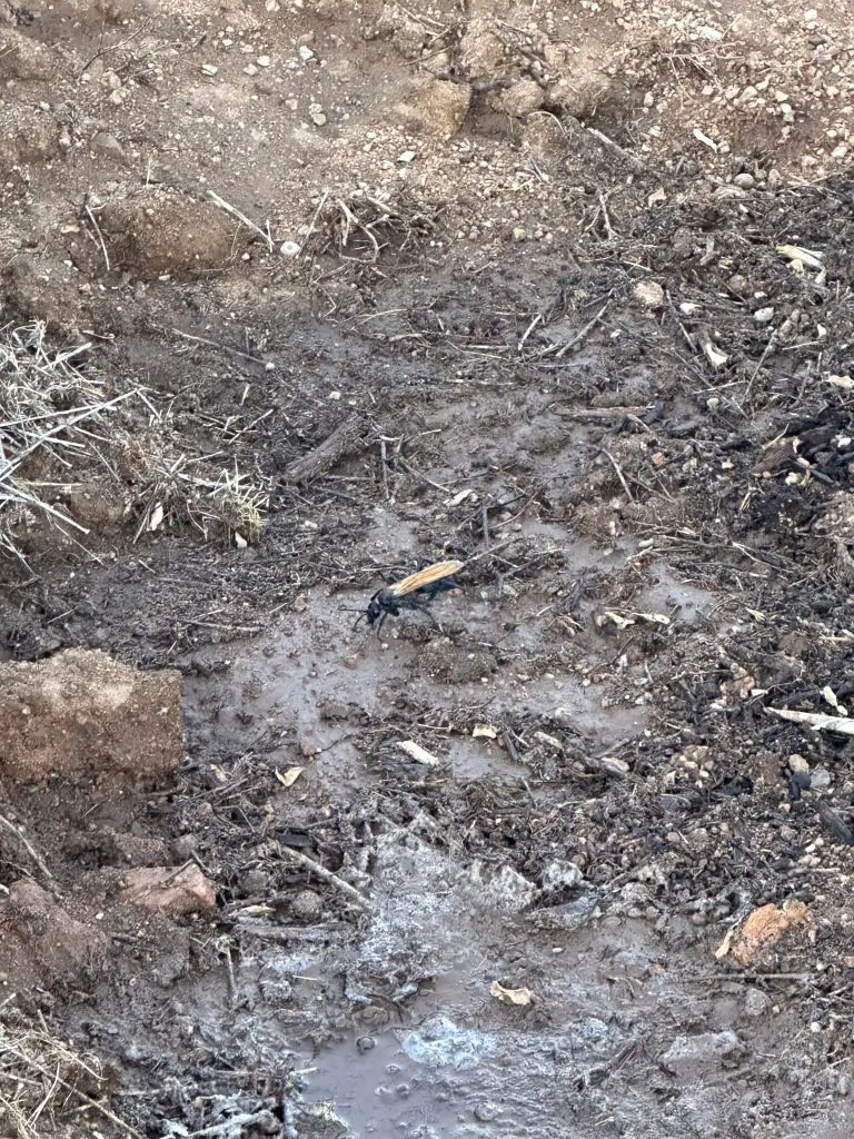 Arizona Wildlife on our Property